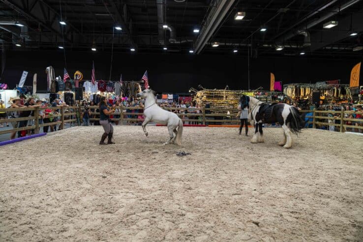  Pferdesporthighlights 2025 